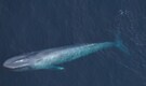 Massive Endangered blue whales spotted near Massachusetts coast, surprising scientists and sparking new concerns