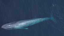 Massive Endangered blue whales spotted near Massachusetts coast, surprising scientists and sparking new concerns