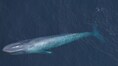 Massive Endangered blue whales spotted near Massachusetts coast, surprising scientists and sparking new concerns