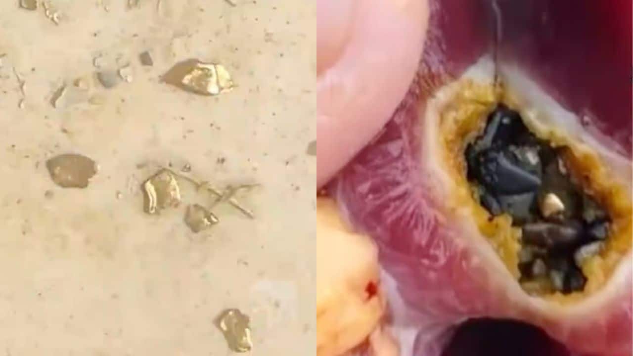Man discovers 10g of gold in duck while slaughtering it, worth Rs 1,62,000