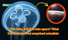 2,000 baby jellyfish into space? NASA’s 1991 experiment revealed how biology works in microgravity