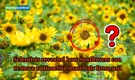 Why did scientists planted Sunflowers? These yellow flowers can remove toxic metals and radiation from soil