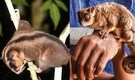 So, they are alive! Two “extinct” marsupials thought lost for 6,000 years found alive in New Guinea