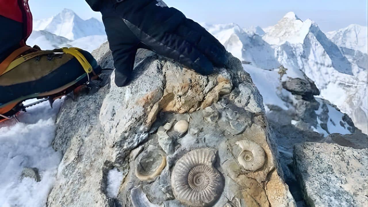 Marine Fossils on Everest? Sea fossils found on Mount Everest reveal 500-million-year ocean mystery