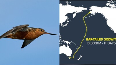 Bar Tailed Godwit this bird travelled around 13,560 kilometres from Alaska to Australia in about 11 days. (Image: X/@thecurioustales)