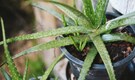 7 plants for your bedroom that promote better sleep and fresher air