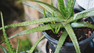 Aloe vera is mostly known for its medicinal properties, especially for soothing the skin, but it’s equally useful in bedrooms (Image: Pexels)