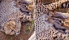 Namibian cheetah "Jwala" gives birth to 5 cubs at Kuno, population of Indian cheetahs climbs to 53!
