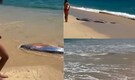 WATCH | Two giant "Doomsday fishes" were spotted near shore in Mexico in a rare encounter with humans