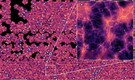 Astronomers revealed largest 3D map of universe from 11-billion-years-ago using HETDEX