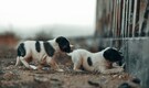 Dogs tied to poles, healthy cats euthanised: Dubai expats abandon pets as they flee war