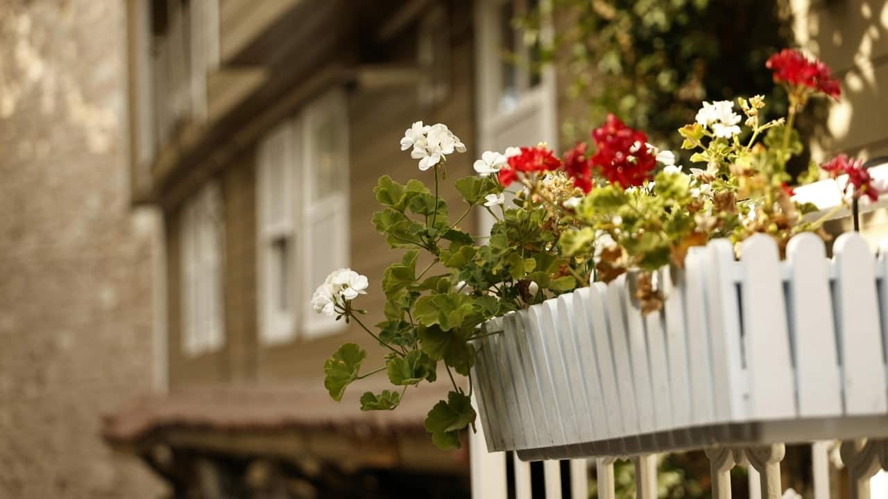 6 gardening tips for plant parents: How to protect balcony and indoor plants from rising heat