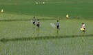 GSP Crop Science raises Rs 120 crore via anchor book, IPO to open on March 16