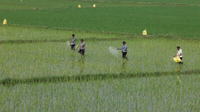 Data from the previous financial year highlights the scale of India’s dependence on West Asia. Of the 5.64 million tonnes of urea imported, about 70% came from Oman, Saudi Arabia, the United Arab Emirates and Bahrain, with Oman being the single largest supplier