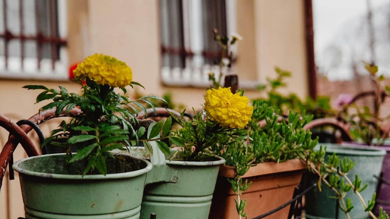 5 spring flower plants to grow in containers to make your balcony look beautiful