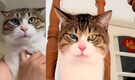 Who is San San? The 3-coloured eye cat from China become viral sensation with a "rare condition"