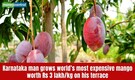 Karnataka man grows world’s most expensive mango worth Rs 3 lakh/kg on terrace, here’s how you can grow it at home
