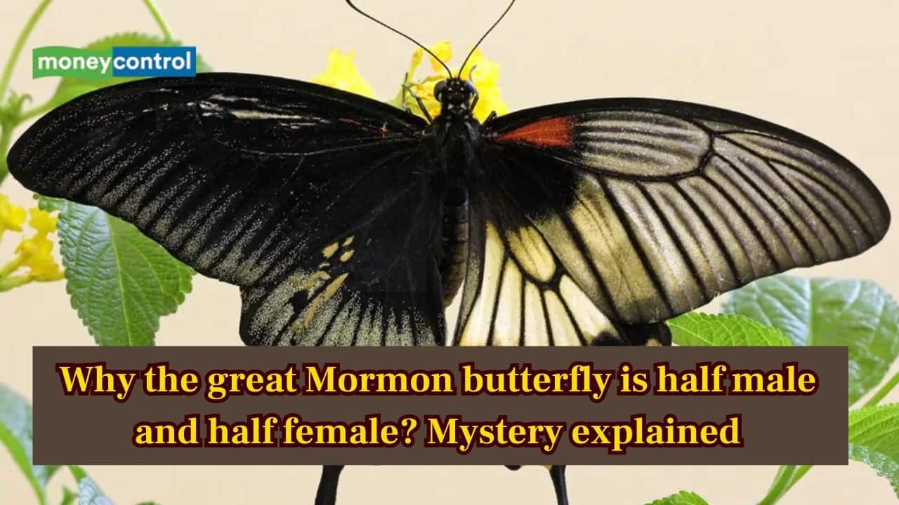 This Great Mormon butterfly is half male, half female —Mystery explained behind this rare condition