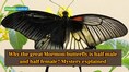 This Great Mormon butterfly is half male, half female —Mystery explained behind this rare condition