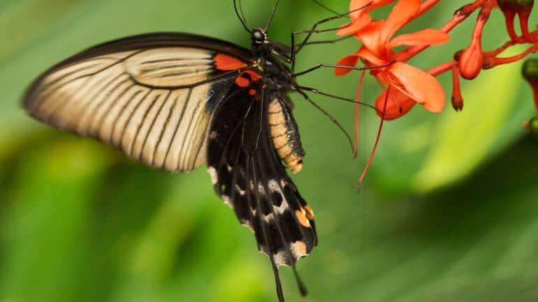 Great Mormon butterfly (Image: Canva)