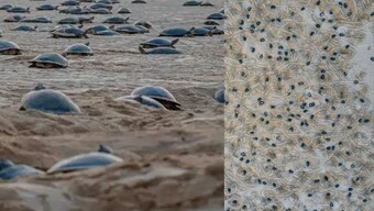 Amazon’s Hidden Turtle Paradise: Over 40,000 giant river turtles gathering spotted from the sky with drone