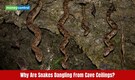 Snakes are hanging from cave walls on this Caribbean island, waiting to kill somthing, here's why
