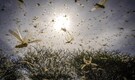 Stretching over 40 miles and billions strong: Meet the terrifying power of Earth’s most destructive swarms