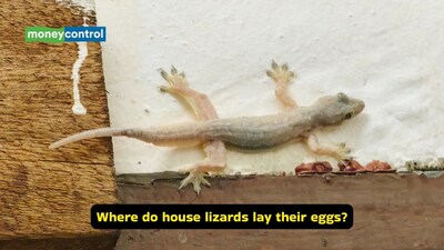 House geckos have evolved to thrive alongside humans, turning your walls, cupboards, and appliances into substitutes for natural rocky shelters (Image: Canva)