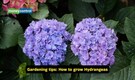 Gardening tips: 5 houseplants that are beautiful but difficult to grow