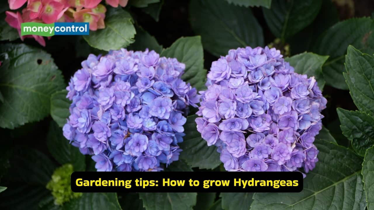 Gardening tips: 5 houseplants that are beautiful but difficult to grow