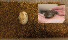 Rare Hatchling: Meet this Painted River Terrapin, born at Smithsonian Zoo offering hope for critically endangered species