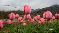 Asia’s largest tulip garden in Srinagar to open on March 16; tickets, timings and festival details