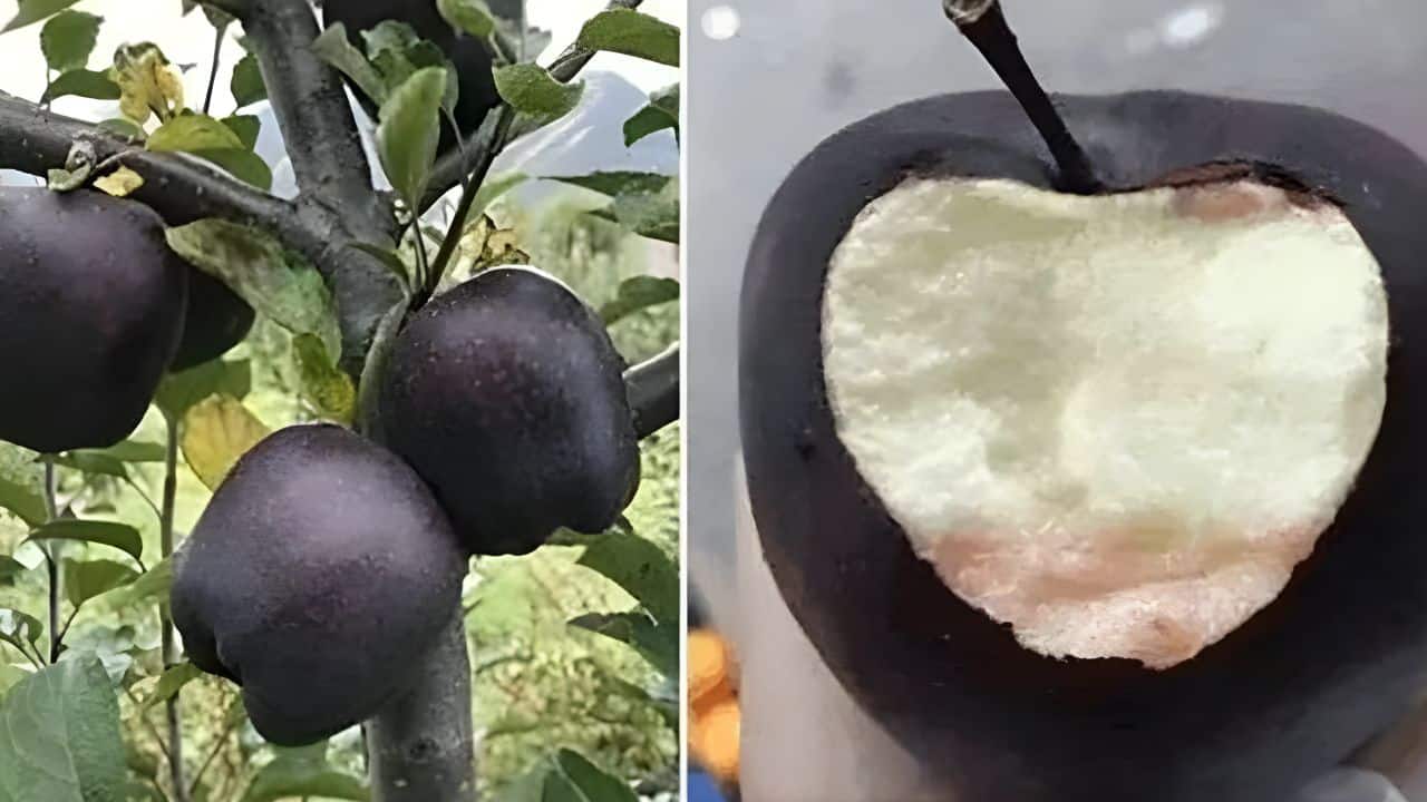 Grown in Tibet, this rare ‘Black Diamond’ apple can cost up to $20 each—Here’s what makes it so special
