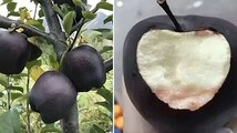 Grown in Tibet, this rare ‘Black Diamond’ apple can cost up to $20 each—Here’s what makes it so special