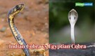 Indian Cobra vs Egyptian Cobra: Which snake reigns supreme in venom, agility and hunting skill?