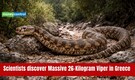 Scientists discover a massive 26 kg viper in Greece that weighs three times more than a king cobra