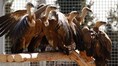 Reintroduced in Romania: 25 giant Griffon Vultures who once disappeared 70 years ago were transferred from Spain