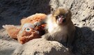'Hang in there, Punch': Viral baby macaque slowly fitting in with troop at Japan zoo
