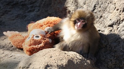Punch became an internet sensation after videos showed him clinging to the plush toy, an orangutan doll from IKEA, which zookeepers gave him as a substitute for his mother after he was abandoned shortly after birth in July.