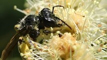 Missing since 1904, Chestnut Mining Bee makes a surprise comeback in New York