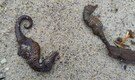Largest Seahorse Die-Offs: 92 dead seahorses were found near Langeron Beach in Ukarine
