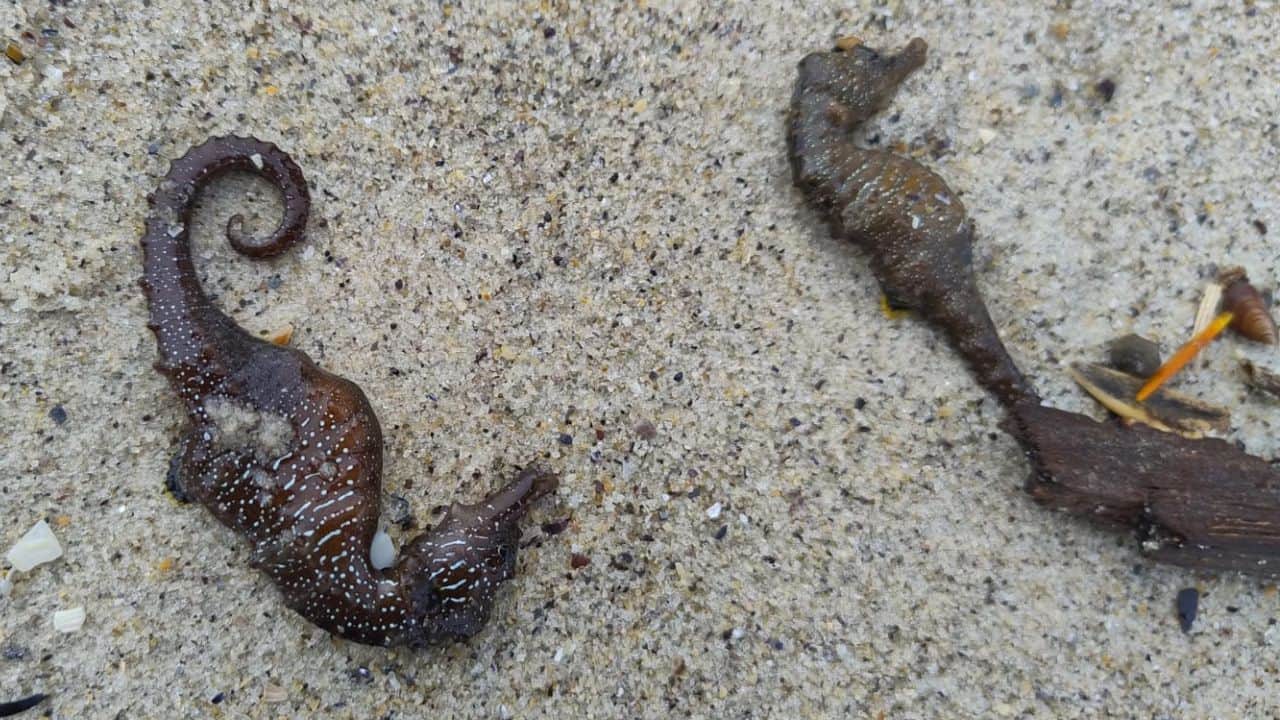 Largest Seahorse Die-Offs: 92 dead seahorses were found near Langeron Beach in Ukarine