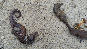 Largest Seahorse Die-Offs: 92 dead seahorses were found near Langeron Beach in Ukarine