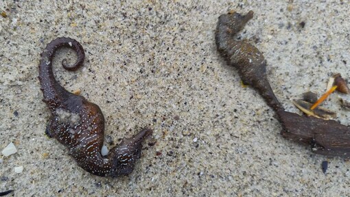 Largest Seahorse Die-Offs: 92 dead seahorses were found near Langeron Beach in Ukarine