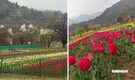 Asia’s largest tulip garden opens in Srinagar; Omar Abdullah shares glimpse