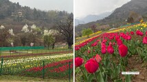 Asia’s largest tulip garden opens in Srinagar; Omar Abdullah shares glimpse