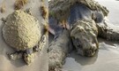 One of the World’s Rarest Sea Turtles found on Texas Beach was covered in ‘green fur’, alarming scientists
