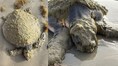 One of the World’s Rarest Sea Turtles found on Texas Beach was covered in ‘green fur’, alarming scientists