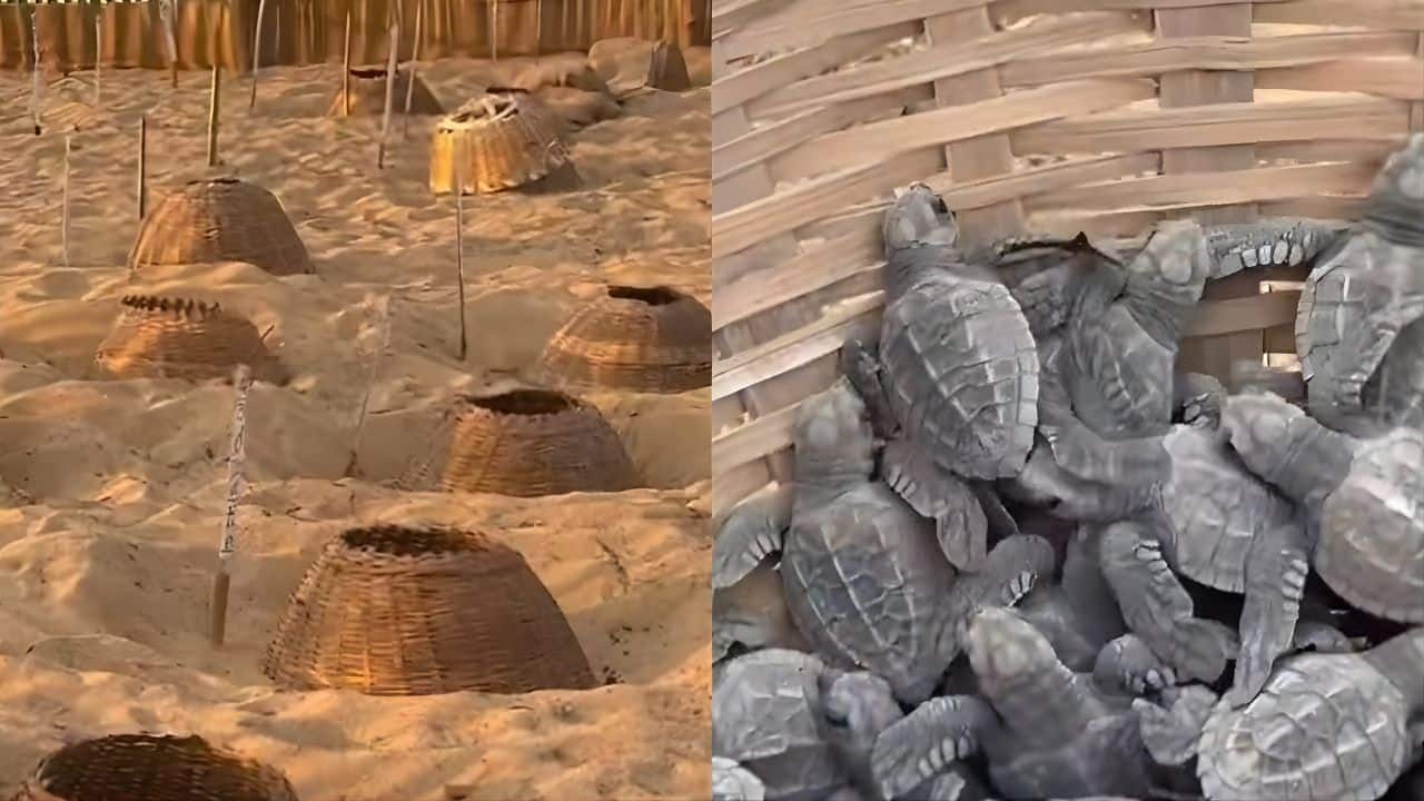 What’s happening under Tamil Nadu’s sand? Over 200,000 baby turtles took their first steps into the sea