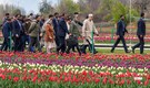 Tulips bloom against snowy peaks as Srinagar’s famous garden opens ahead of schedule, see pics